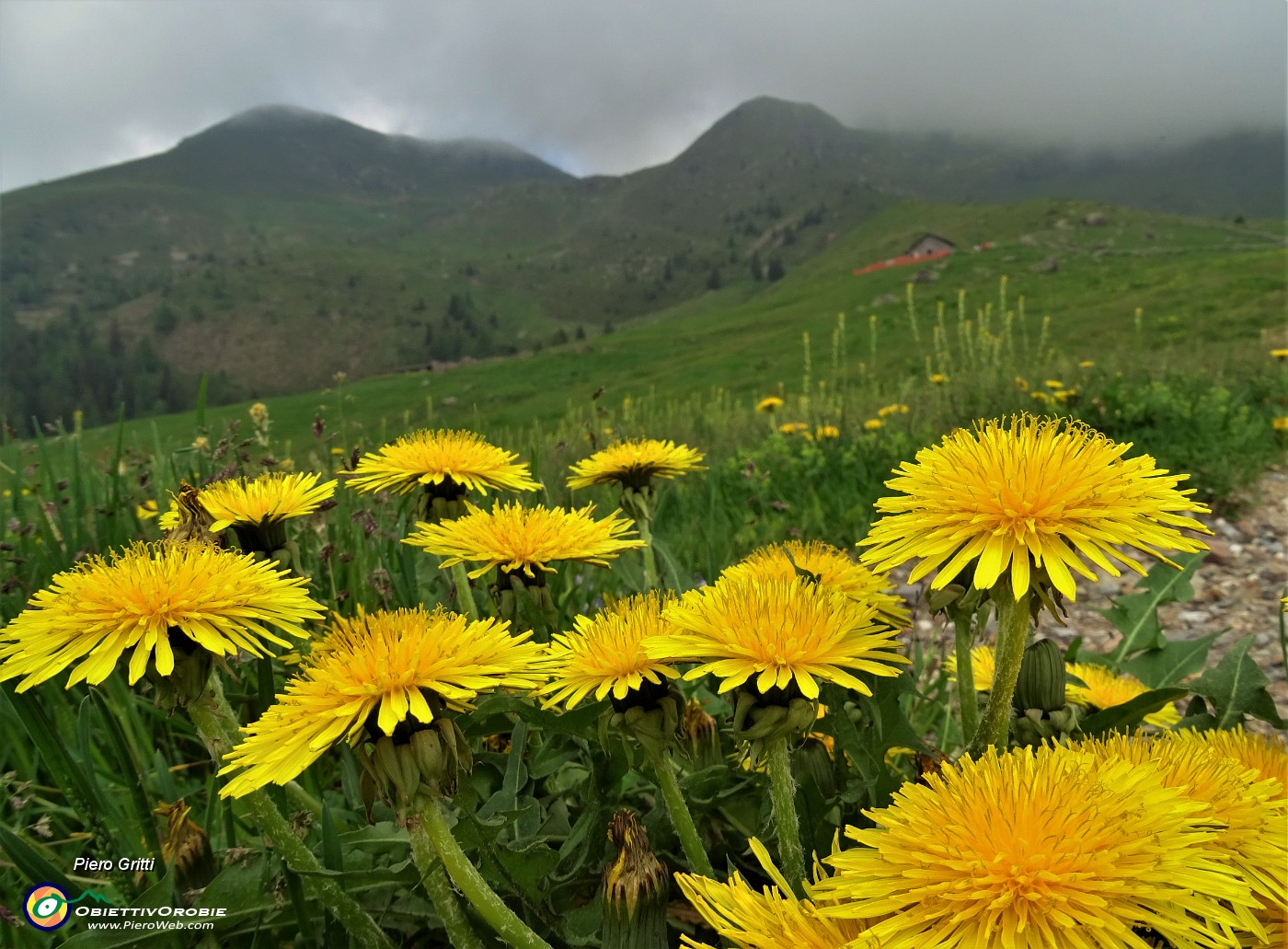 13 Il giallo del tarassaco colora i verdi prati dei Piani dell'Avaro.JPG